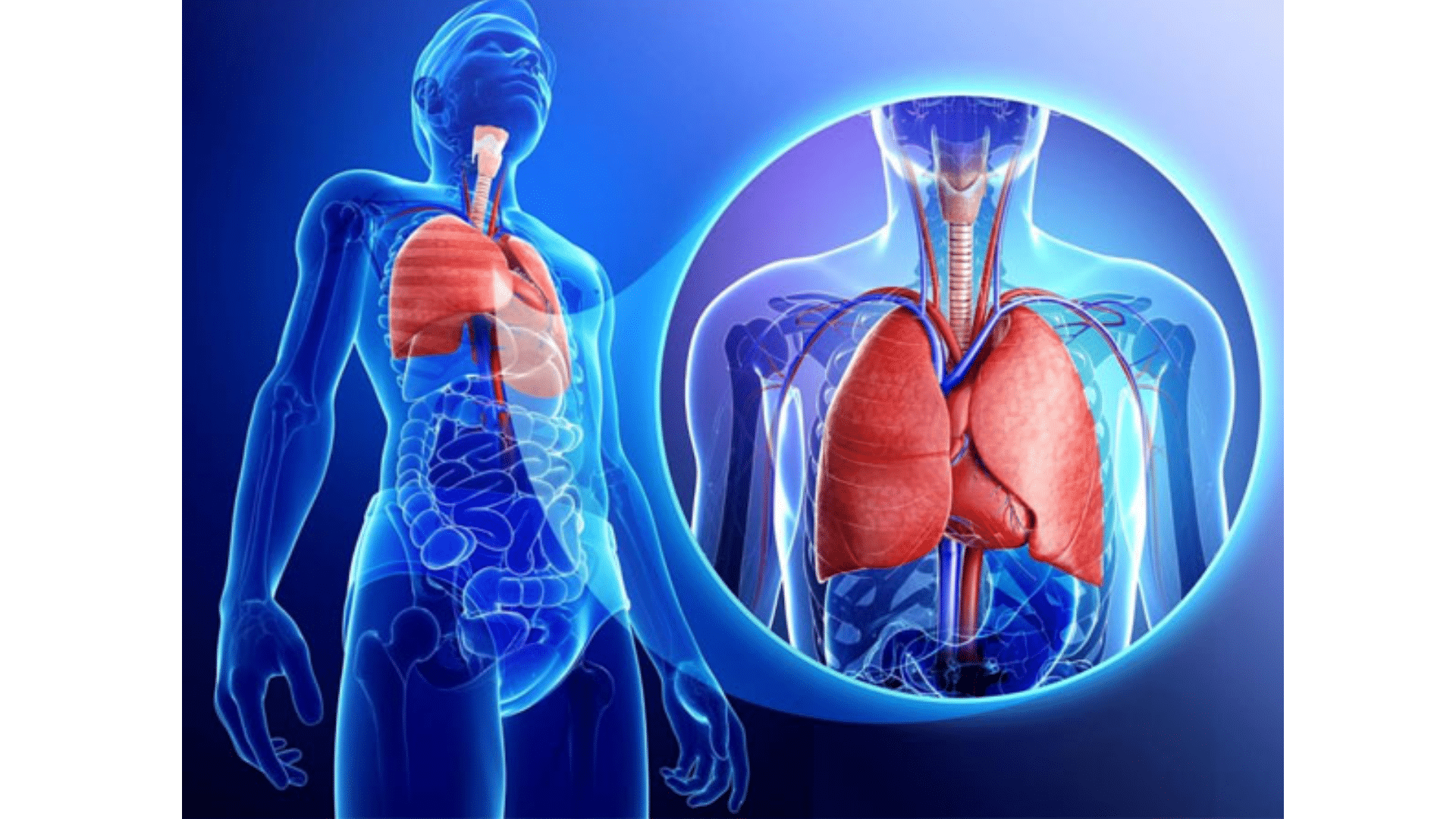 Thoracic Surgeons