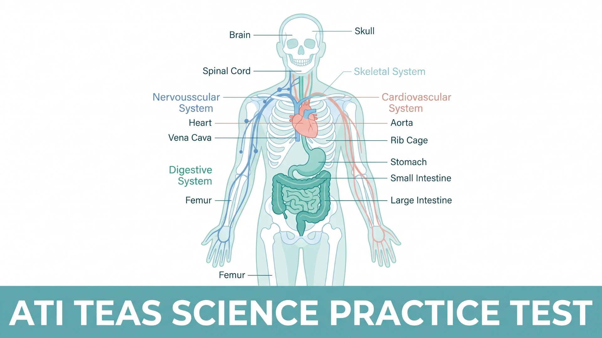 ati teas science practice test illustration showing labeled human anatomy systems including cardiovascular, nervous and skeletal